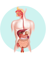 Digestive Health